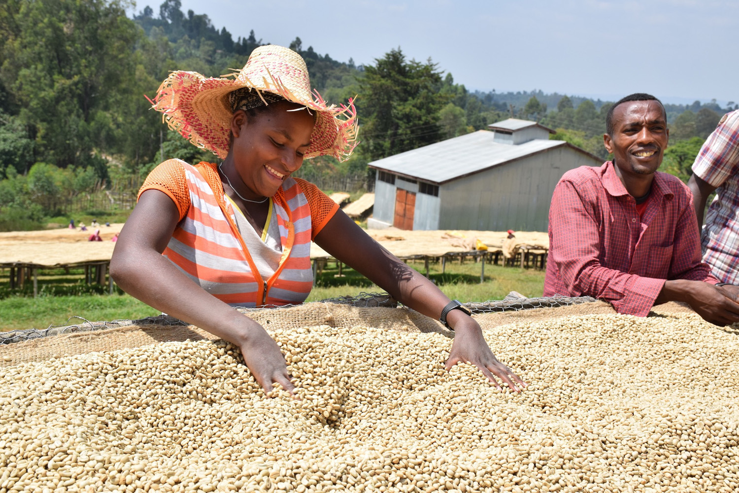 エチオピアのコーヒー農家
