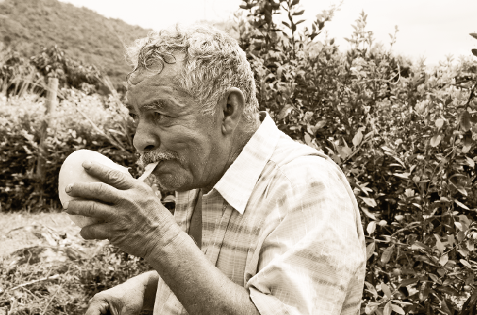 収穫したマンゴーの味見をするマンゴー農家の写真